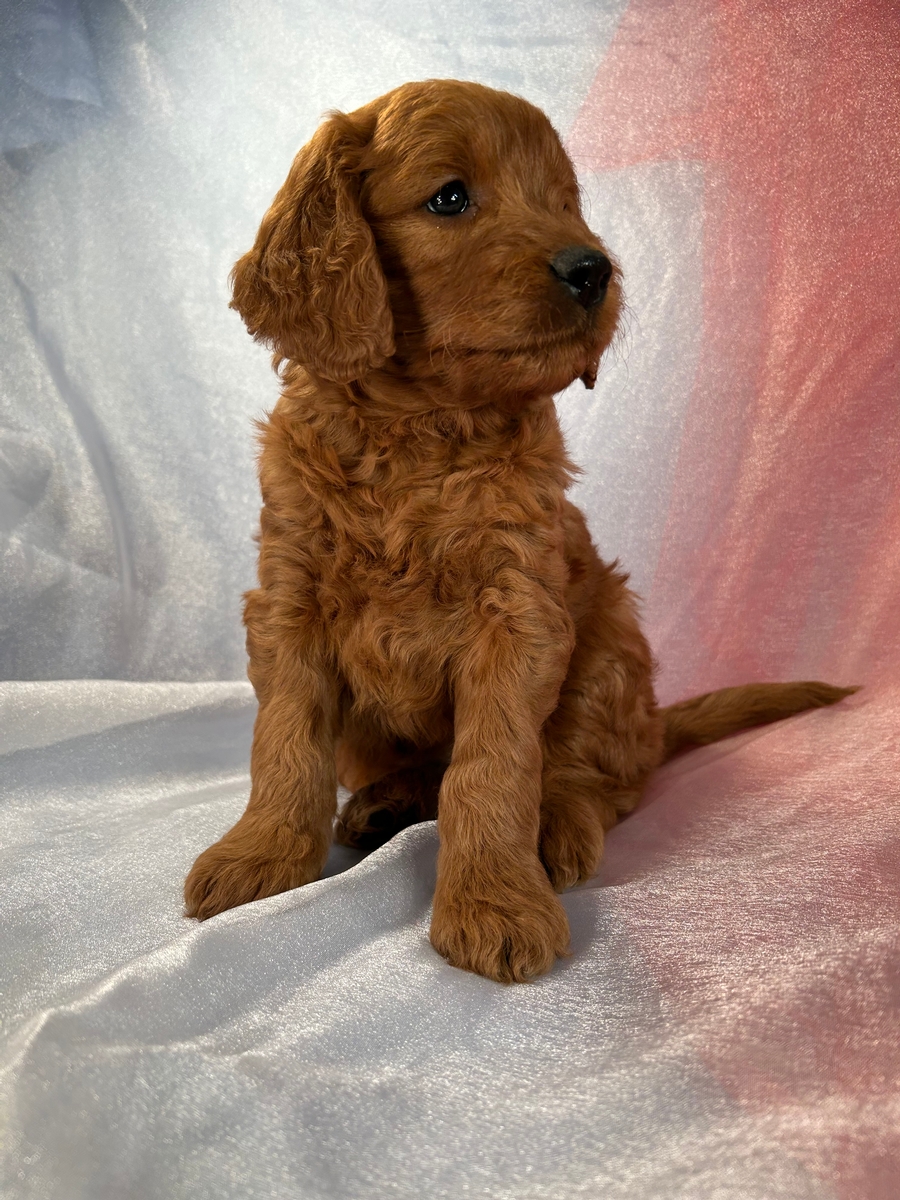 Dark Red F1 Mini Goldendoodle Puppy for Sale in Iowa $1200